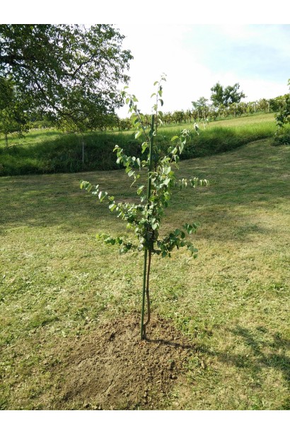 Айва яблуковидна Олена посадка